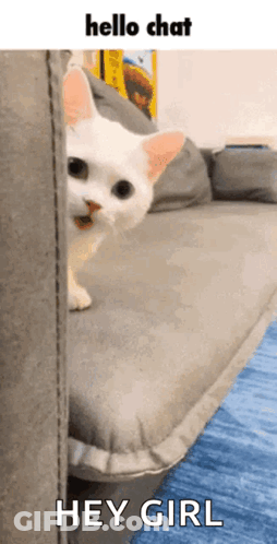 A White Cat Peeking Out From Behind A Couch With The Words Hello Chat Hey Girl Below It GIF