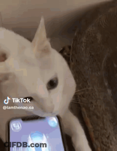 A White Cat Playing A Game On A Cell Phone GIF