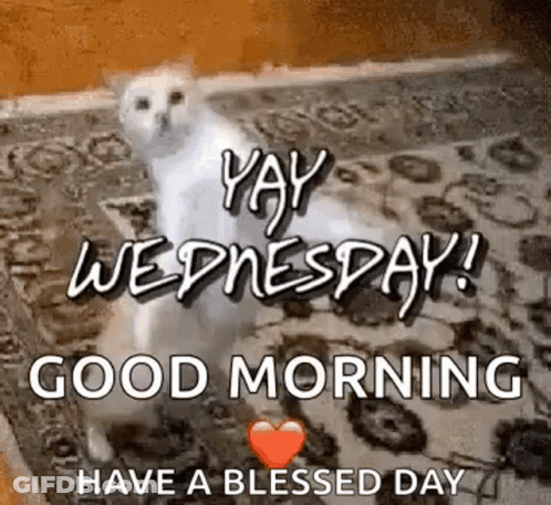 A White Cat Sitting On A Rug With The Words `` Yay Wednesday ! Good Morning Have A Blessed Day '' . GIF