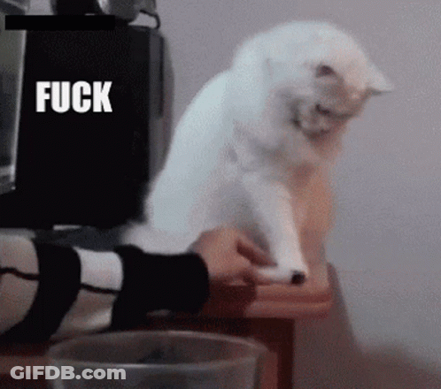 White Cat Sitting On Table With Fuck In Corner GIF