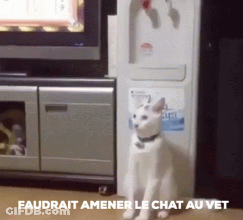 A White Cat Standing In Front Of A Refrigerator With The Words " Faudrait Amener Le Chat Au Vet " Written Below It GIF