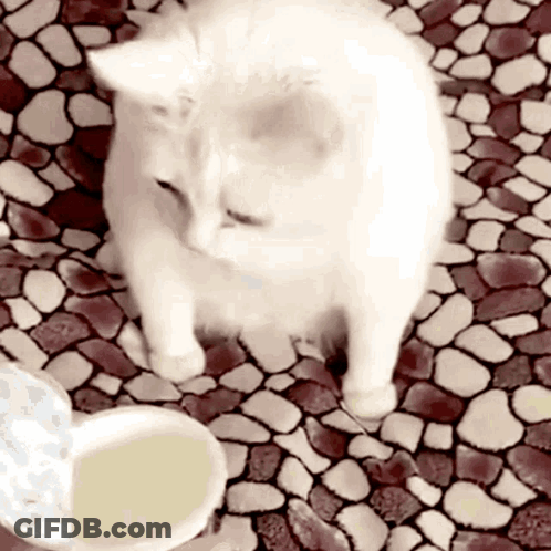 A White Cat Standing Next To A Bowl Of Liquid GIF