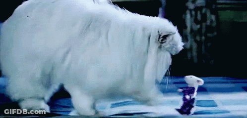 A White Cat Standing Next To A White Mouse GIF