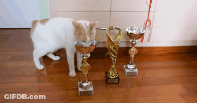 A White Cat Standing Next To Three Trophies On A Wooden Floor GIF