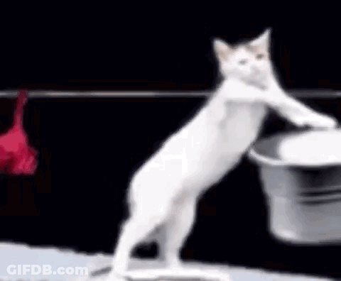 A White Cat Standing On Its Hind Legs Holding A Bucket . GIF