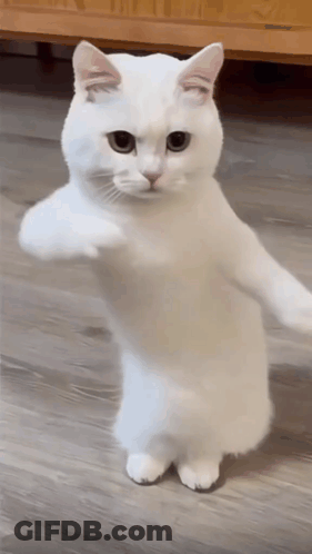 A White Cat Standing On Its Hind Legs With Its Paws Outstretched GIF
