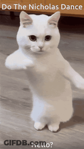 A White Cat Standing On Its Hind Legs With The Words Do The Nicholas Dance Hello Written Below It GIF