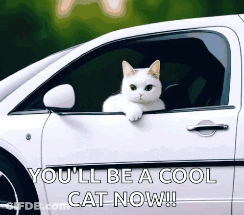 A White Cat Sticking Its Head Out Of A Car Window GIF