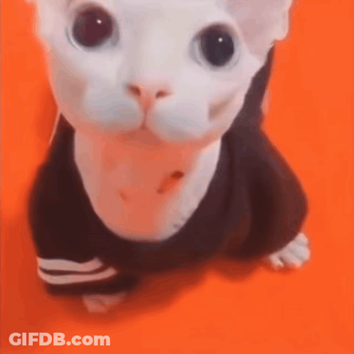 A White Cat Wearing A Black Shirt Is Sitting On An Orange Surface . GIF