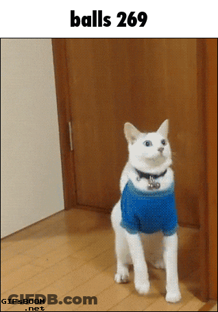 A White Cat Wearing A Blue Shirt Is Standing Next To A Door GIF