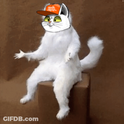 A White Cat Wearing A Hat That Says Trump On It GIF