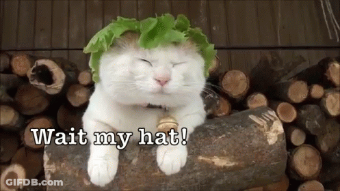 A White Cat Wearing A Lettuce Hat Sitting On A Log GIF