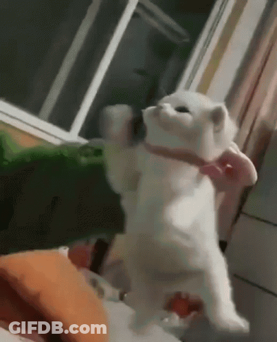 A White Cat Wearing A Pink Bow Tie Is Standing On Its Hind Legs . GIF