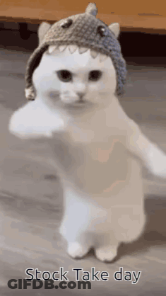 A White Cat Wearing A Shark Hat Is Dancing . GIF
