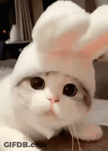 A White Cat Wearing A White Bunny Hat GIF