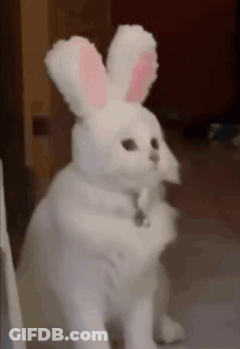 A White Cat Wearing Bunny Ears And A Bell GIF