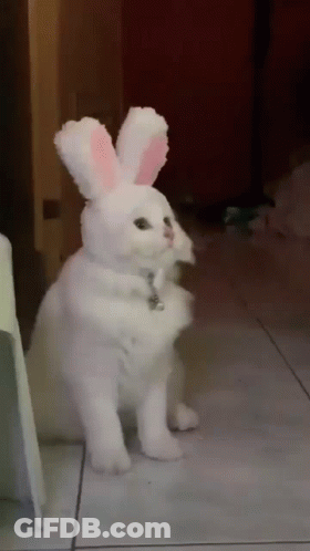 A White Cat Wearing Bunny Ears And A Collar Is Sitting On The Floor . GIF