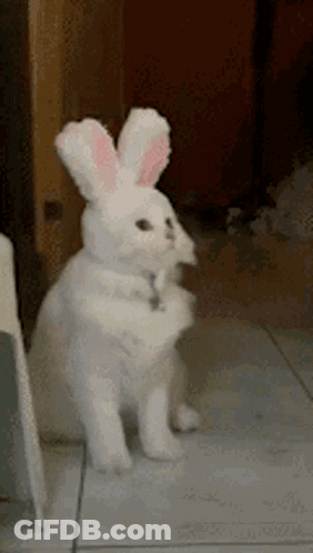 A White Cat Wearing Bunny Ears Is Standing On Its Hind Legs On A Tiled Floor . GIF