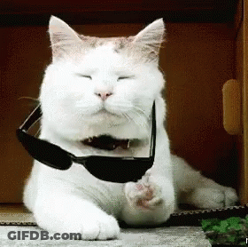 A White Cat Wearing Sunglasses Is Laying Down On The Floor GIF