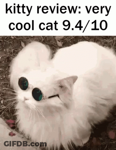 A White Cat Wearing Sunglasses Is Laying On The Ground GIF