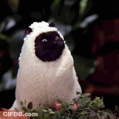 White Cat With Black Face Sitting On Plant GIF