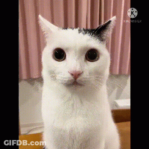 A White Cat With A Black Spot On Its Ear Is Looking At The Camera . GIF