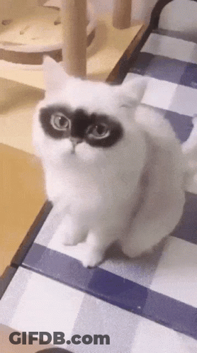 A White Cat With A Black Spot On Its Face GIF