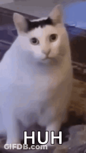 A White Cat With A Black Spot On Its Head Is Sitting On A Table With The Words Huh Written On It . GIF