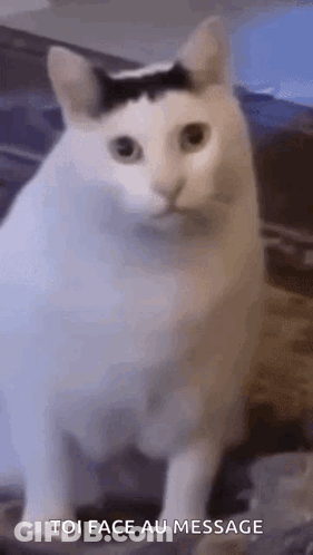 A White Cat With A Black Stripe On Its Head Is Sitting On A Bed . GIF