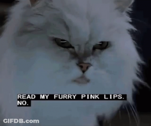 A White Cat With A Caption Reading Read My Furry Pink Lips GIF