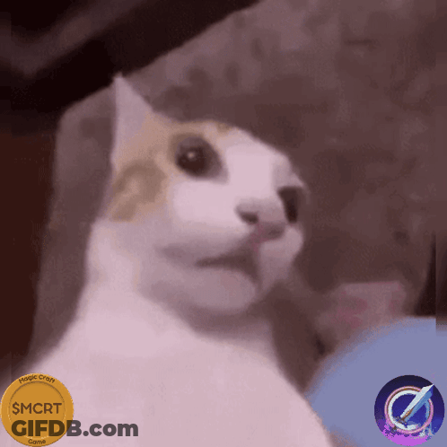 A White Cat With A Gold Coin That Says $ Mcrt GIF