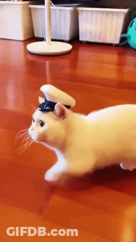 A White Cat With A Hat On Its Head Is Running On A Wooden Floor . GIF