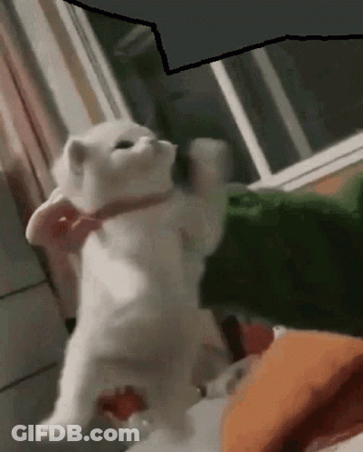 A White Cat With A Pink Collar Is Standing On Its Hind Legs In A Room . GIF