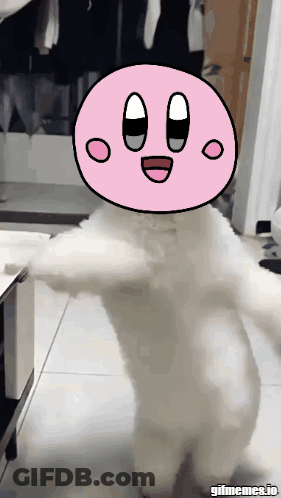 A White Cat With A Pink Face On Its Head GIF