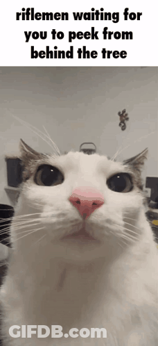 A White Cat With A Pink Nose Is Looking At The Camera With The Caption Riflemen Waiting For You To Peck From Behind The GIF