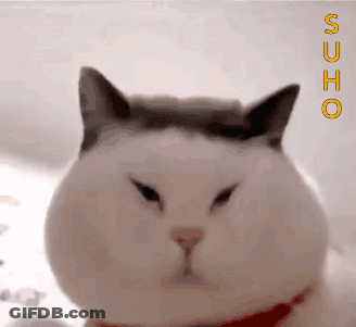 A White Cat With A Red Collar Is Looking At The Camera With The Word Sucho Above It GIF
