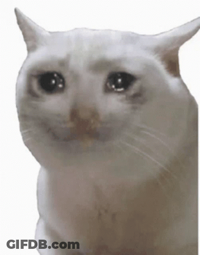 A White Cat With A Sad Look On Its Face Is Sitting On A White Background . GIF