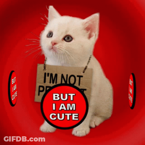 A White Cat With A Sign That Says I 'M Not Perfect But I Am Cute GIF