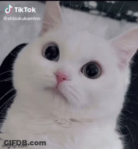 A White Cat With Big Eyes And A Pink Nose Is Laying Down And Looking At The Camera . GIF