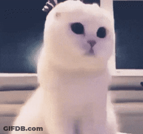 A White Cat With Black Eyes Is Sitting In Front Of A Computer Screen GIF