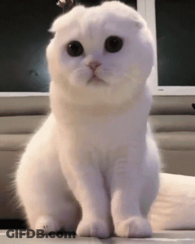 A White Cat With Black Eyes Sitting On A Table GIF