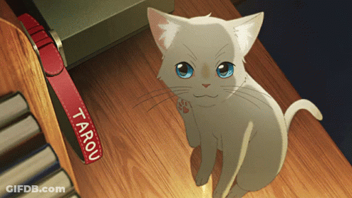 A White Cat With Blue Eyes Sits Next To A Red Collar That Says Tarou GIF