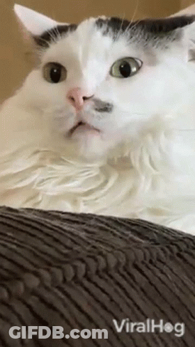 A White Cat With Green Eyes Is Laying On A Couch With Viralhog Written On The Bottom Of The Screen GIF