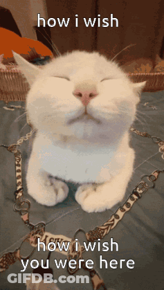 A White Cat With Its Eyes Closed And The Words How I Wish You Were Here Above It GIF