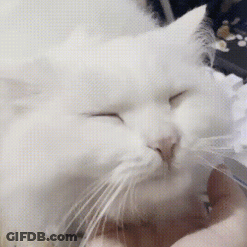 A White Cat With Its Eyes Closed Being Held By A Person GIF
