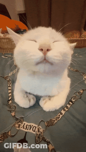 A White Cat With Its Eyes Closed Is Laying On A Bed With A Daisy Scarf Around Its Neck GIF