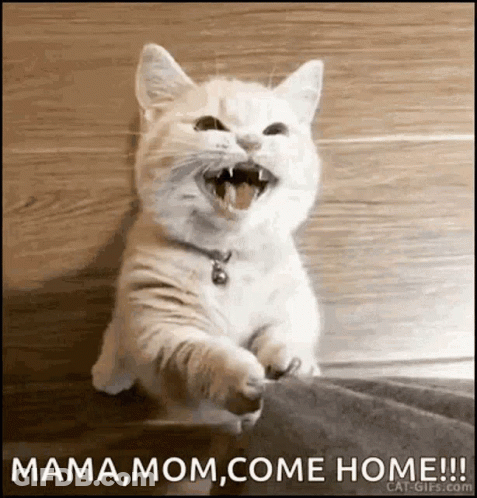 A White Cat With Its Mouth Open And The Words Mama Mom Come Home On The Bottom GIF