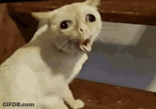 A White Cat With Its Mouth Open Is Sitting On A Wooden Staircase . GIF