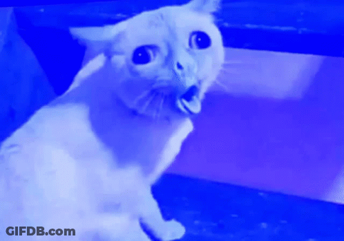 A White Cat With Its Mouth Open Looks Surprised GIF