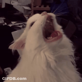 A White Cat With Its Mouth Wide Open Looking Up GIF